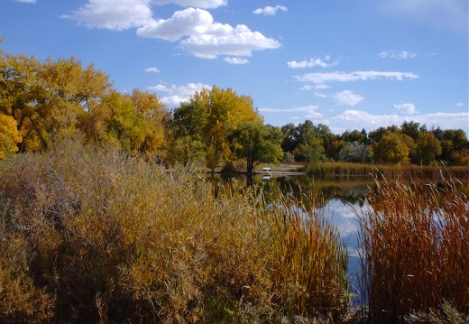 Fall Colors