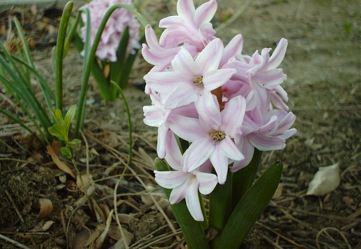 Spring Hyacinths