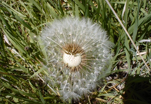 Dandy