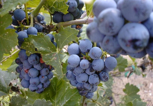 Grapes