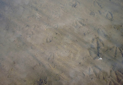 Footprints