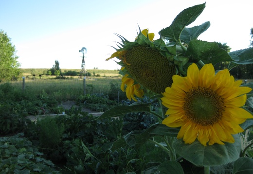 Sunflowers