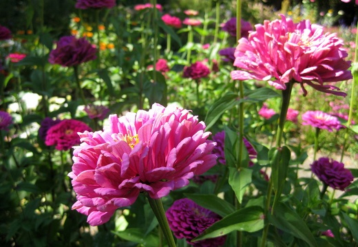 Denver Botanical Gardens