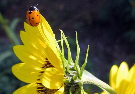 Denver Botanical Gardens