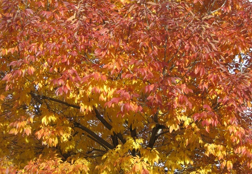 Fall Colors