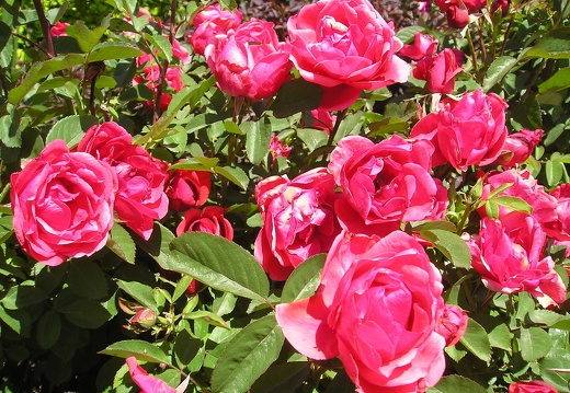 Roses