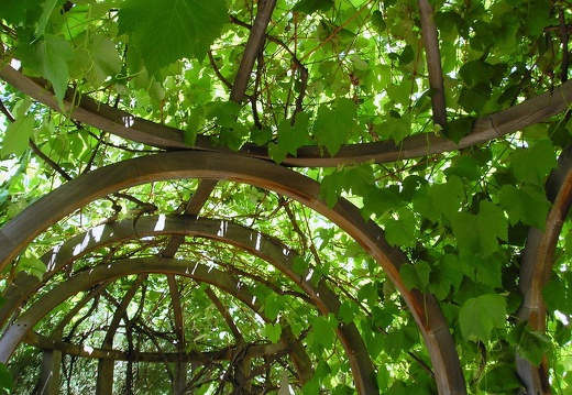 Denver Botanical Garden