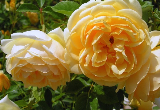 Roses