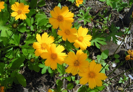 Yellow Flowers