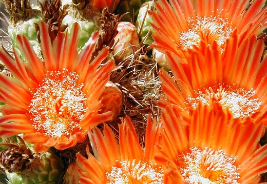 Cactus Flowers